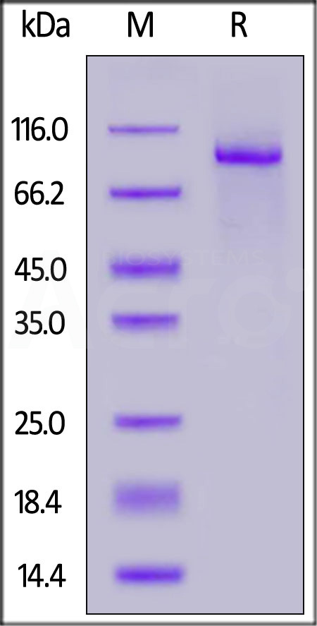 DLL4 SDS-PAGE