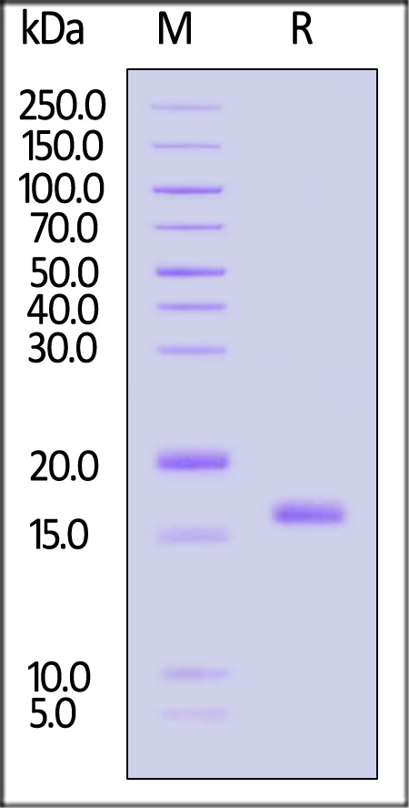 Tau SDS-PAGE