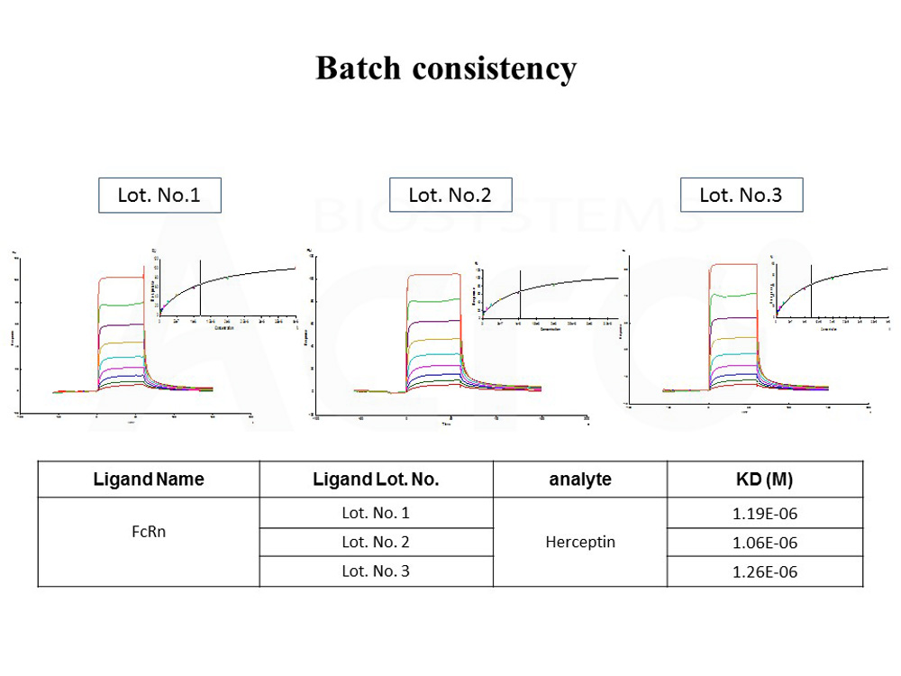 FcRn (FCGRT & B2M) BATCH SPR