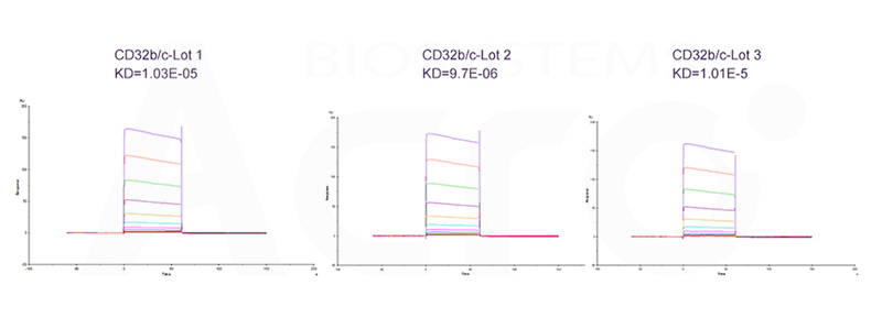 Cat. No. CDB-H5228