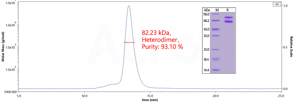 IL-2 R beta & IL-2 R gamma 二聚体MALS测定结果