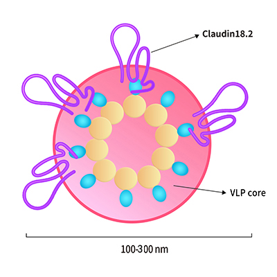 Claudin 18.2-VLP