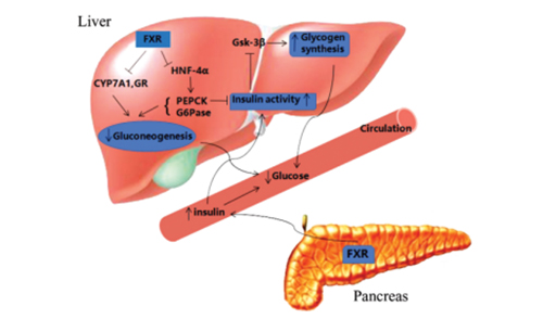 FXR激动剂可以维持葡萄糖、脂质、以及胆汁酸在肠道和肝脏系统的稳态，预防大鼠肝纤维化和动脉粥样硬化